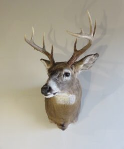 Whitetail Shoulder Mount W-127