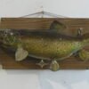 Brown Trout on plaque