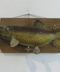 Brown Trout on plaque