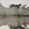 Mule Deer Taxidermy Skin