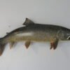 Lake Trout Taxidermy