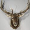 Rocky Mountain Elk 6×6 Bull Shoulder Mount