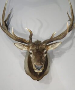 Rocky Mountain Elk 6×6 Bull Shoulder Mount