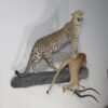 Leopard Taxidermy For Sale