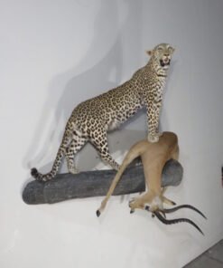 Leopard Taxidermy For Sale