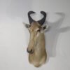 lichtenstein hartebeest european mount
