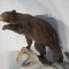 Life-Sized Black Bear Taxidermy. B-126S