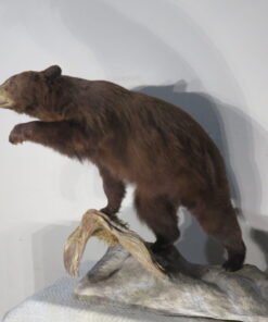 Life-Sized Black Bear Taxidermy. B-126S