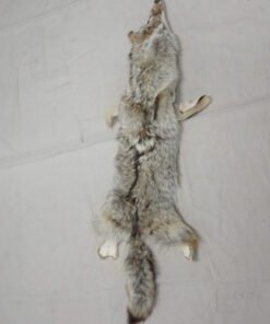 Coyote Tanned Taxidermy