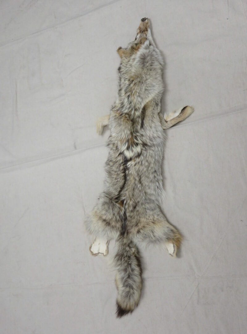 Coyote Tanned Taxidermy
