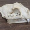 Mountain Lion Skull For Sale