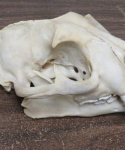 Mountain Lion Skull For Sale