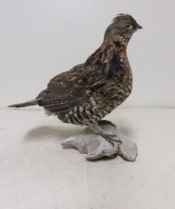 Ruffed Grouse Mounts For Sale