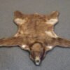 Large Bear Skin Rug