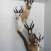 Springbok Taxidermy Collection