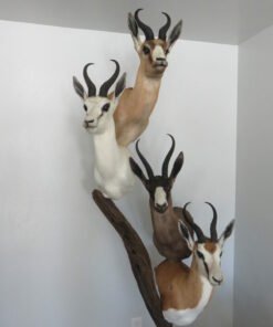 Springbok Taxidermy Collection