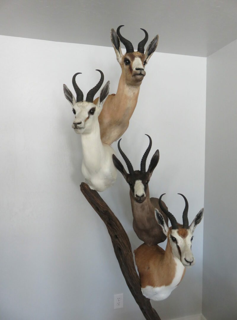Springbok Taxidermy Collection