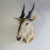 African Eland Shoulder Mount