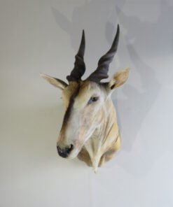 African Eland Shoulder Mount