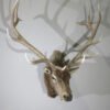 Rocky Mountain Elk Taxidermy