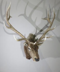 Rocky Mountain Elk Taxidermy