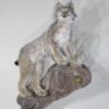 Lynx Taxidermy For Sale