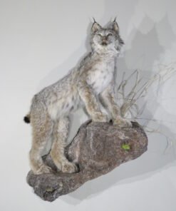 Lynx Taxidermy For Sale