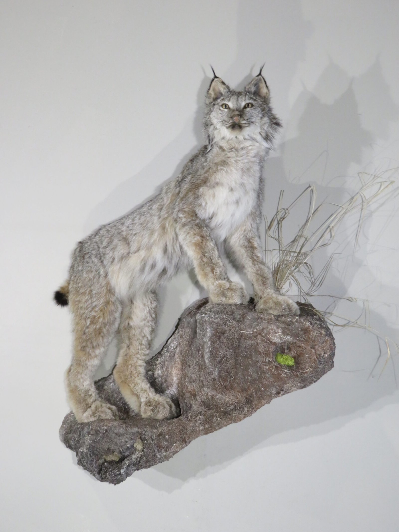 Lynx Taxidermy For Sale