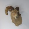Desert Bighorn Ram Taxidermy. S-136DB
