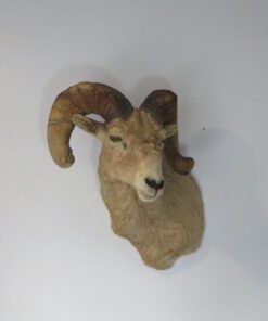 Desert Bighorn Ram Taxidermy. S-136DB