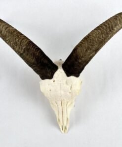 Mouflon European Mount. X-137MO