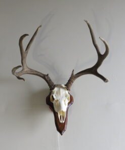 Mule Deer European Mount on Plaque