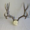 Mule Deer Antlers/Rack