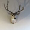 Mule Deer Shoulder Mount
