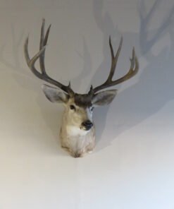 Mule Deer Shoulder Mount