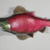 Sockeye Salmon Taxidermy Mount