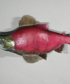 Sockeye Salmon Taxidermy Mount