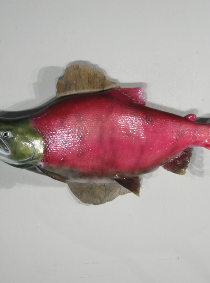 Sockeye Salmon Taxidermy Mount