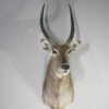 Waterbuck Trophy Taxidermy Mount