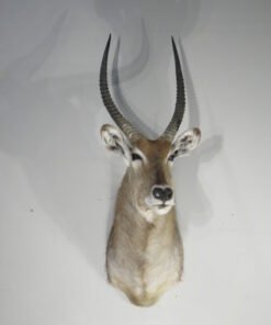 Waterbuck Trophy Taxidermy Mount