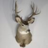Mule Deer Taxidermy Mount. M-140S
