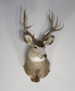 Mule Deer Taxidermy Mount. M-140S