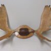 Moose Antlers For Sale