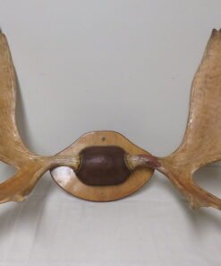 Moose Antlers For Sale