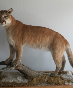 Mountain Lion Taxidermy For Sale