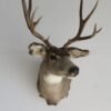 Mule Deer Shoulder Mount