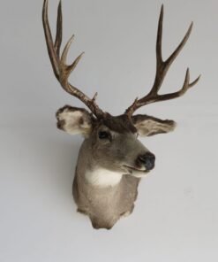 Mule Deer Shoulder Mount
