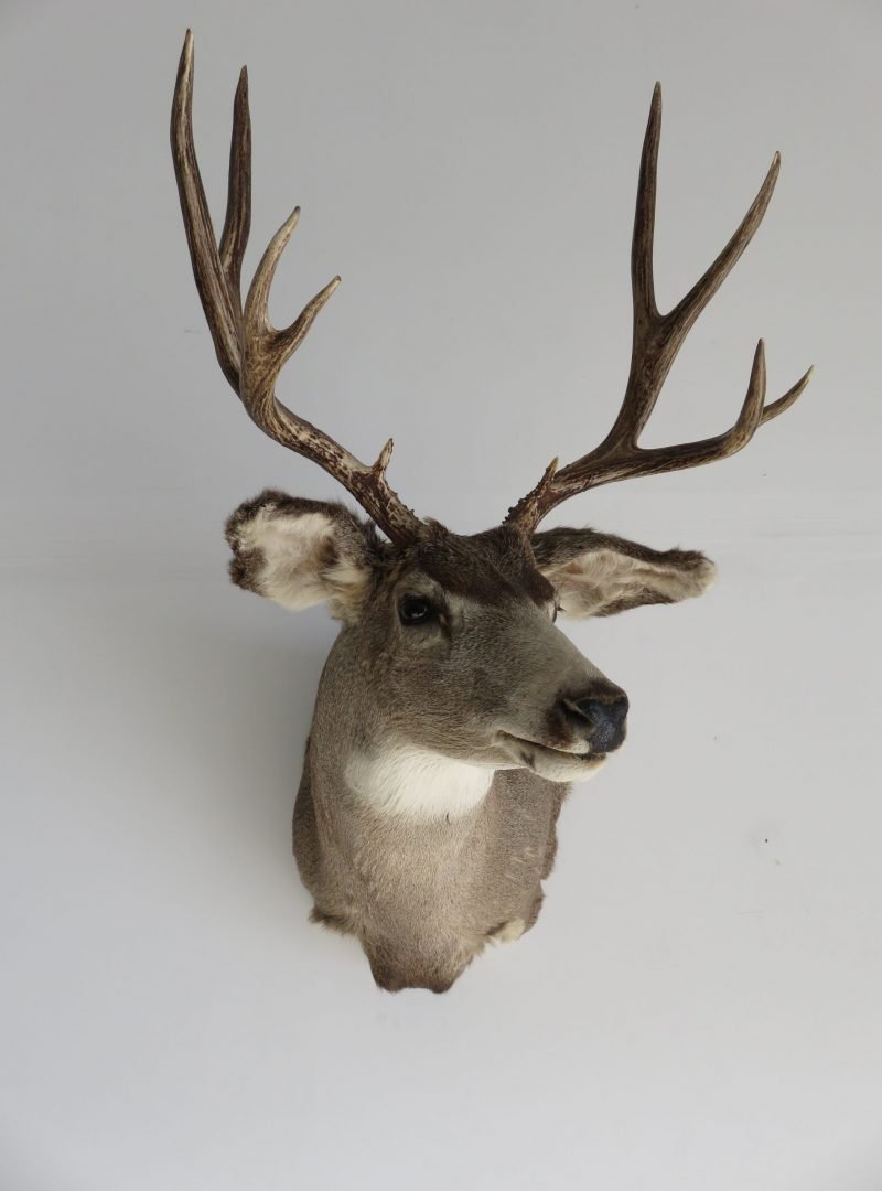 Mule Deer Shoulder Mount