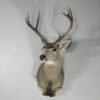 Mule Deer Taxidermy