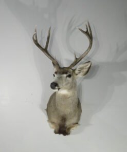 Mule Deer Taxidermy